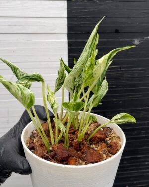 Pothos Teruno #18 Love Song | Terunoworld series