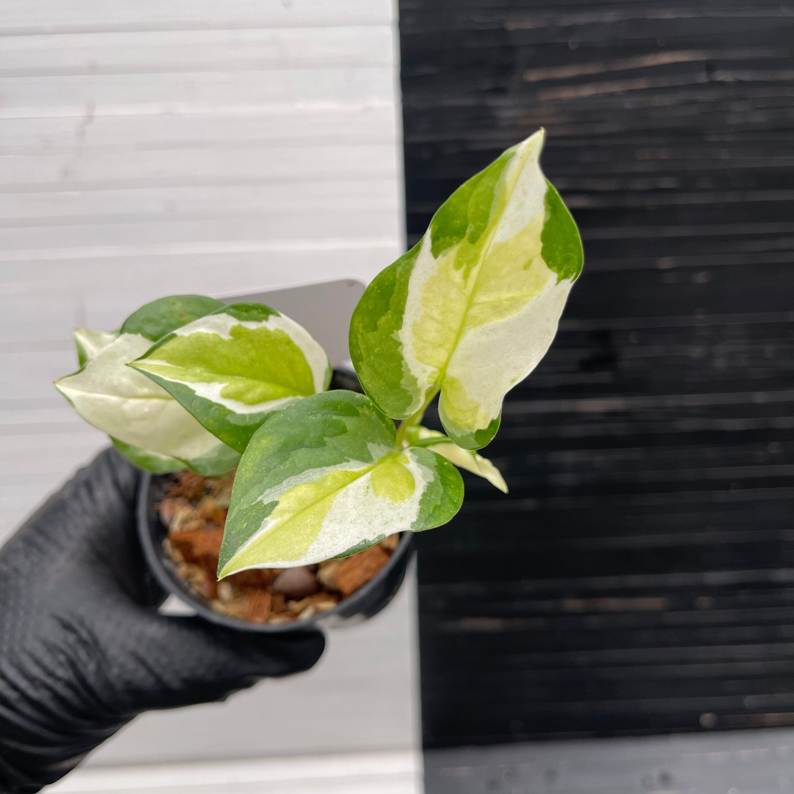 Japanese Pothos Global – 510313