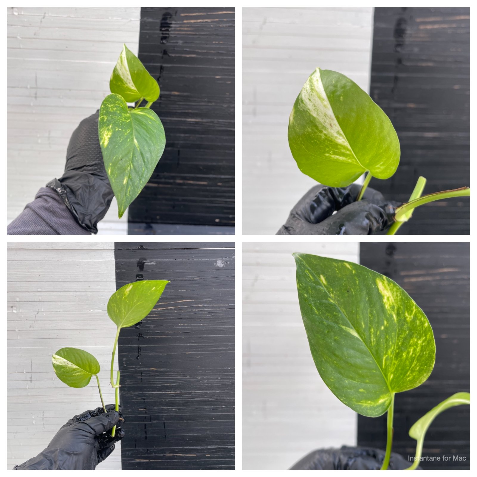 Ryan | SPECIAL ORDER