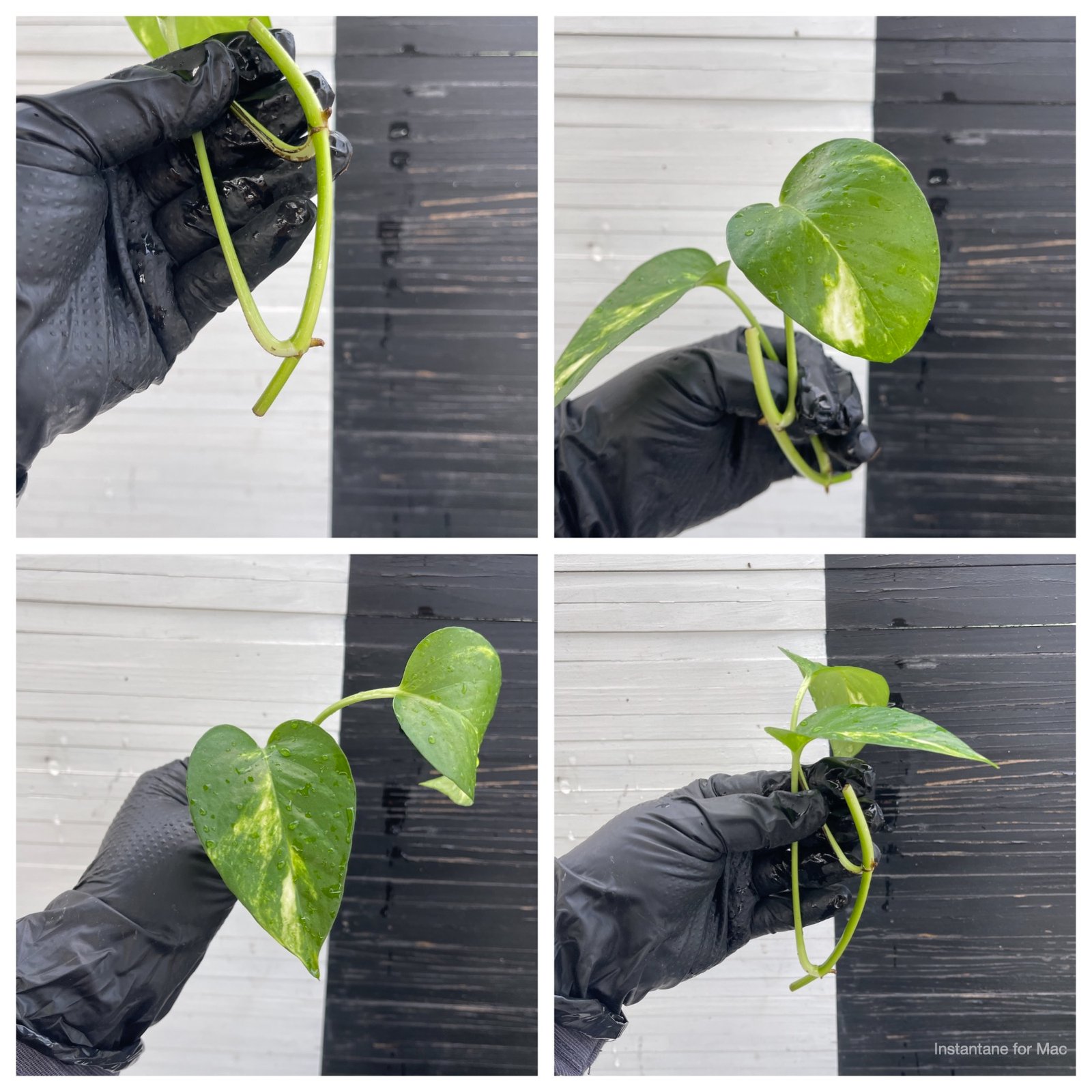 Kay | SPEACIAL ORDER