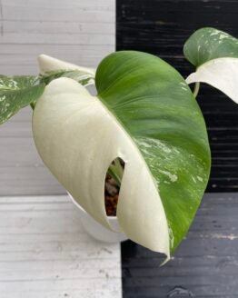 Variegated Monstera Deliciosa Albo var. Borsigiana (small form)