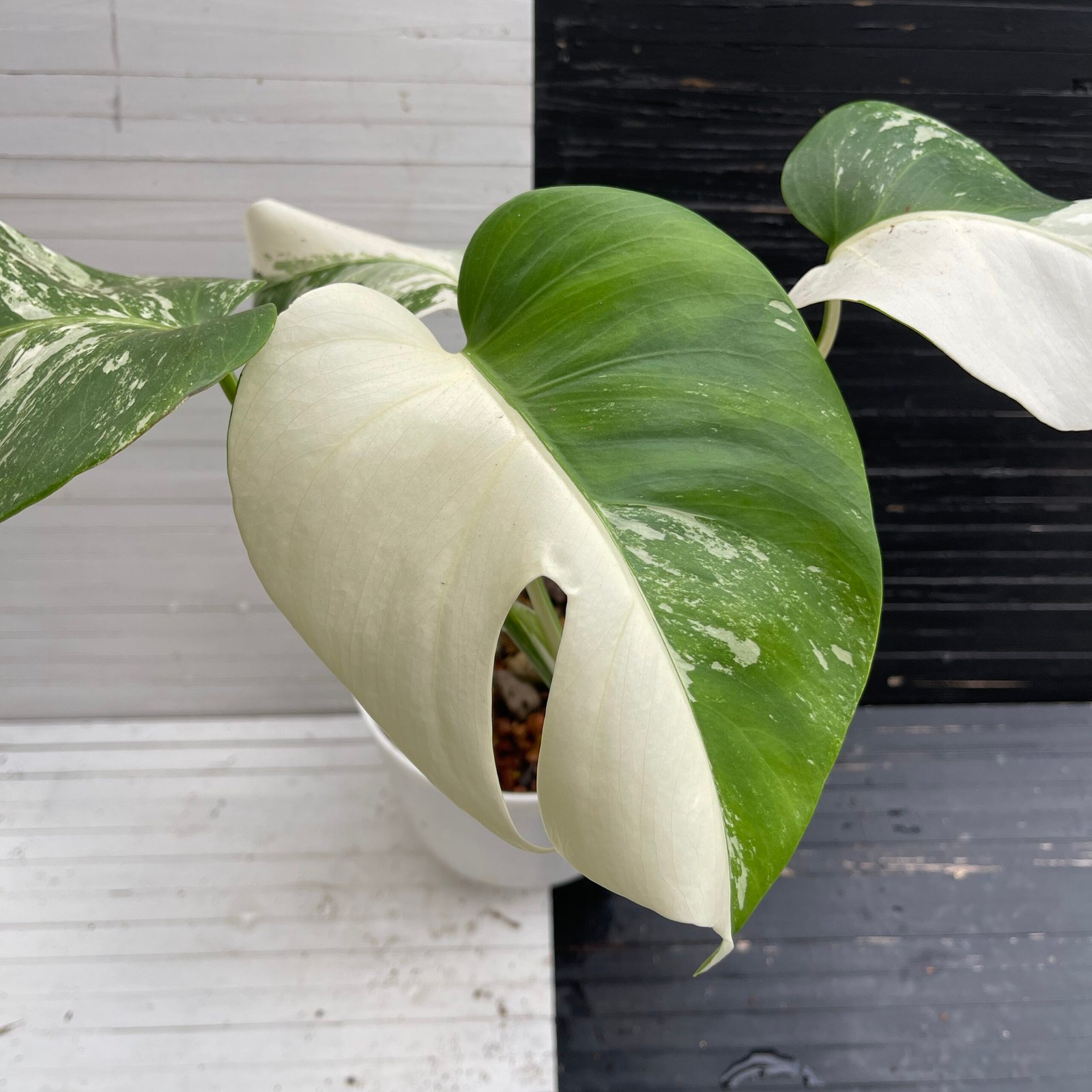 Variegated Monstera Deliciosa var. Borsigiana (small form)