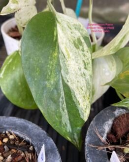 Epipremnum Pastel Shower