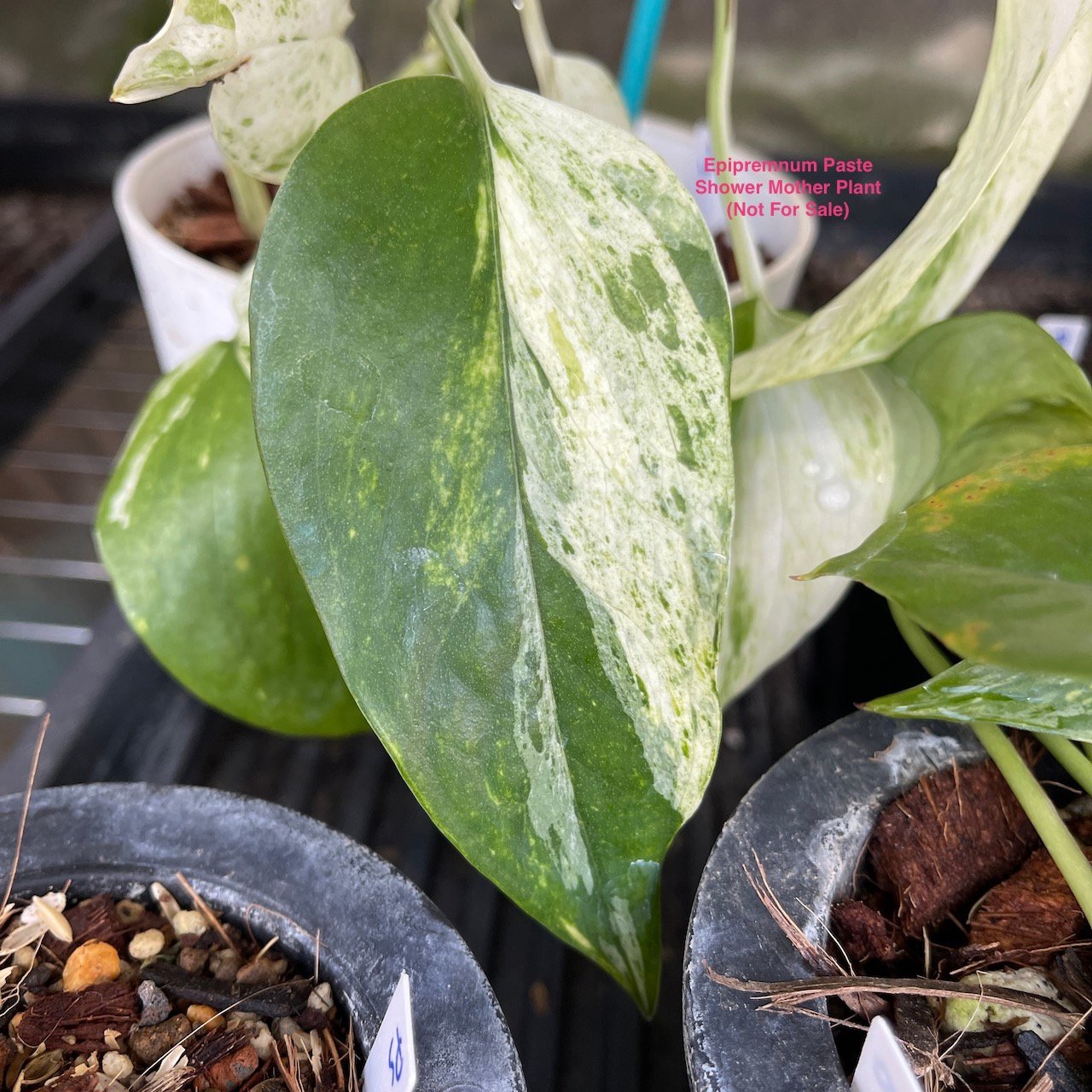 3 cuttings Epipremnum Teruno Pastel Shower | PLANT PURGE - Image 2