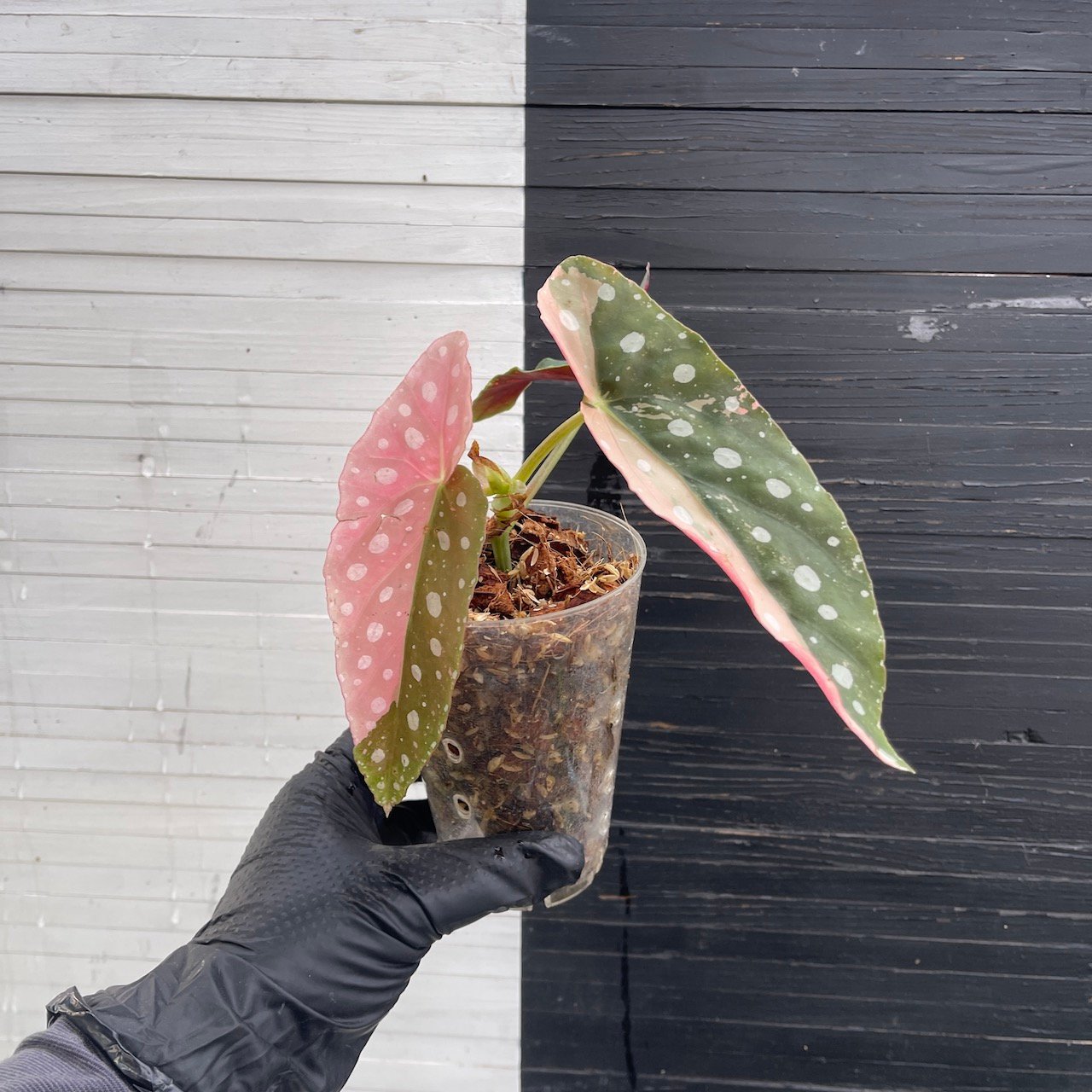 Variegated Begonia Maculata - Image 6