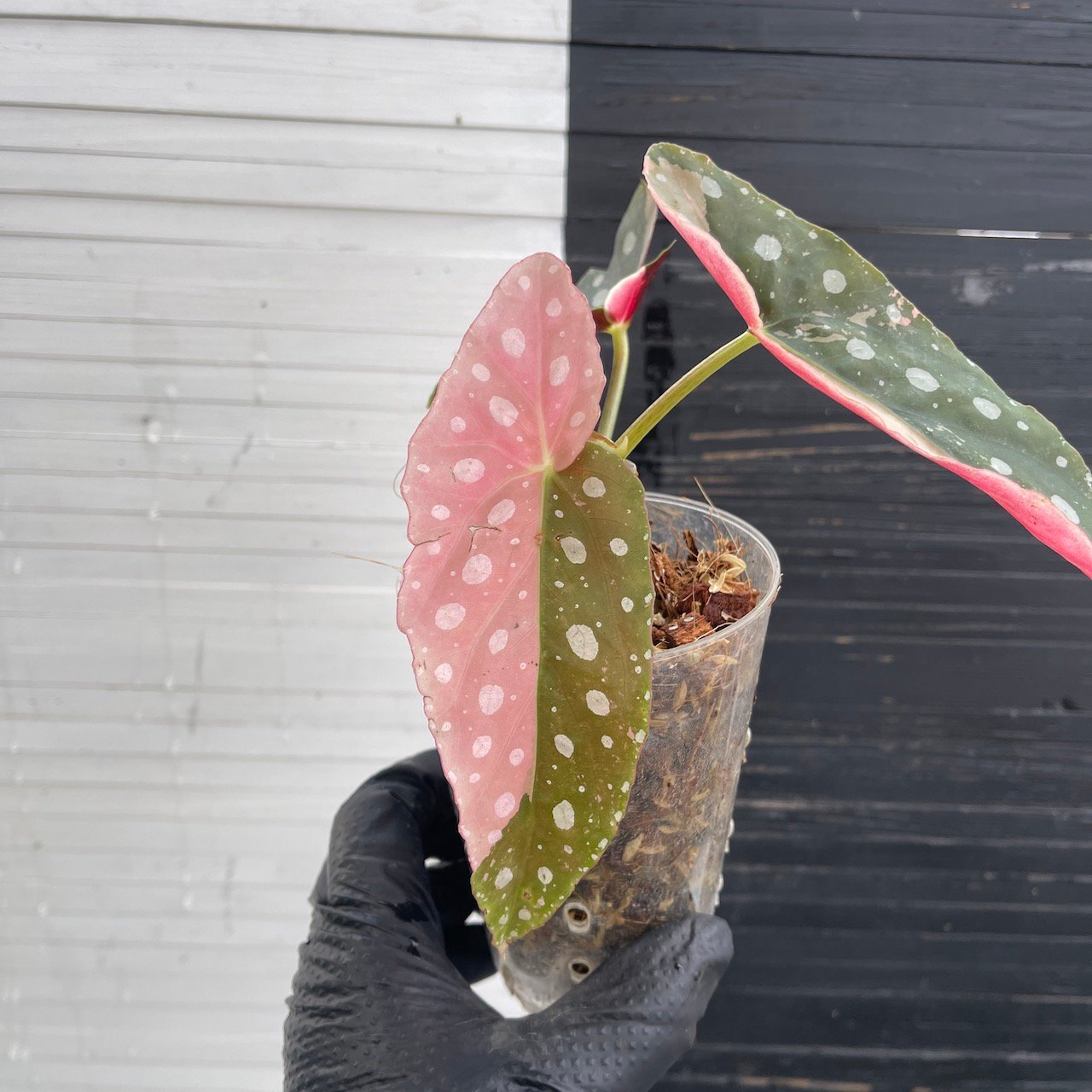Variegated Begonia Maculata - Image 5