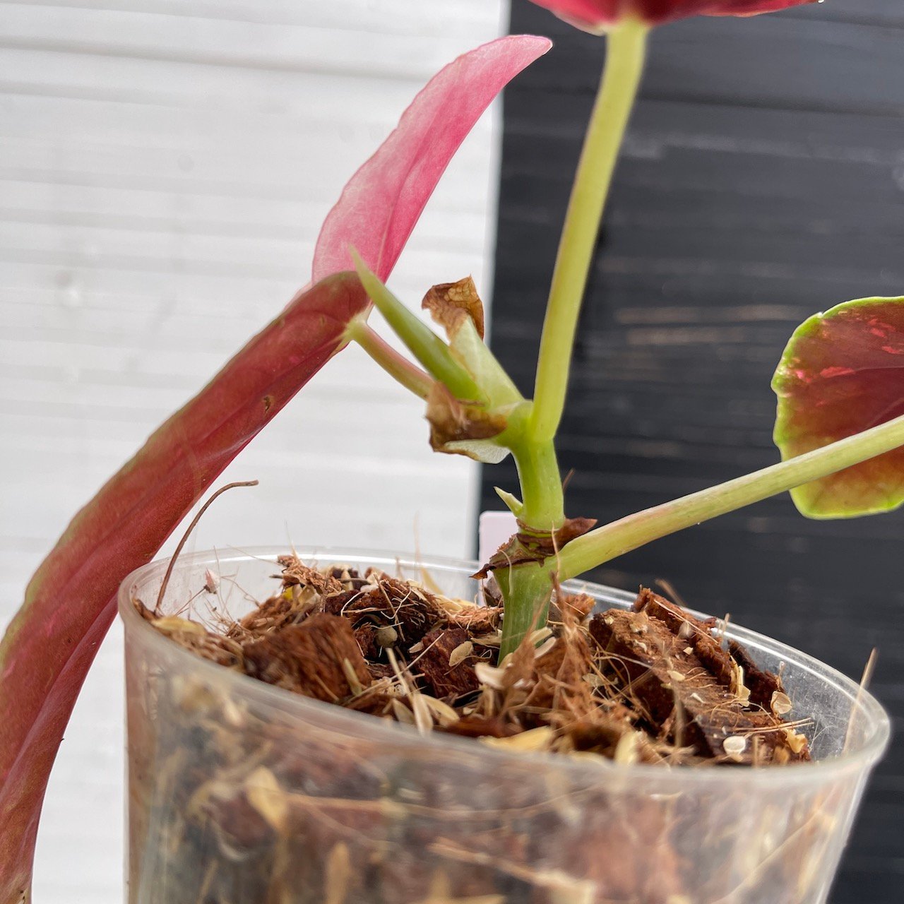 Variegated Begonia Maculata - Image 4