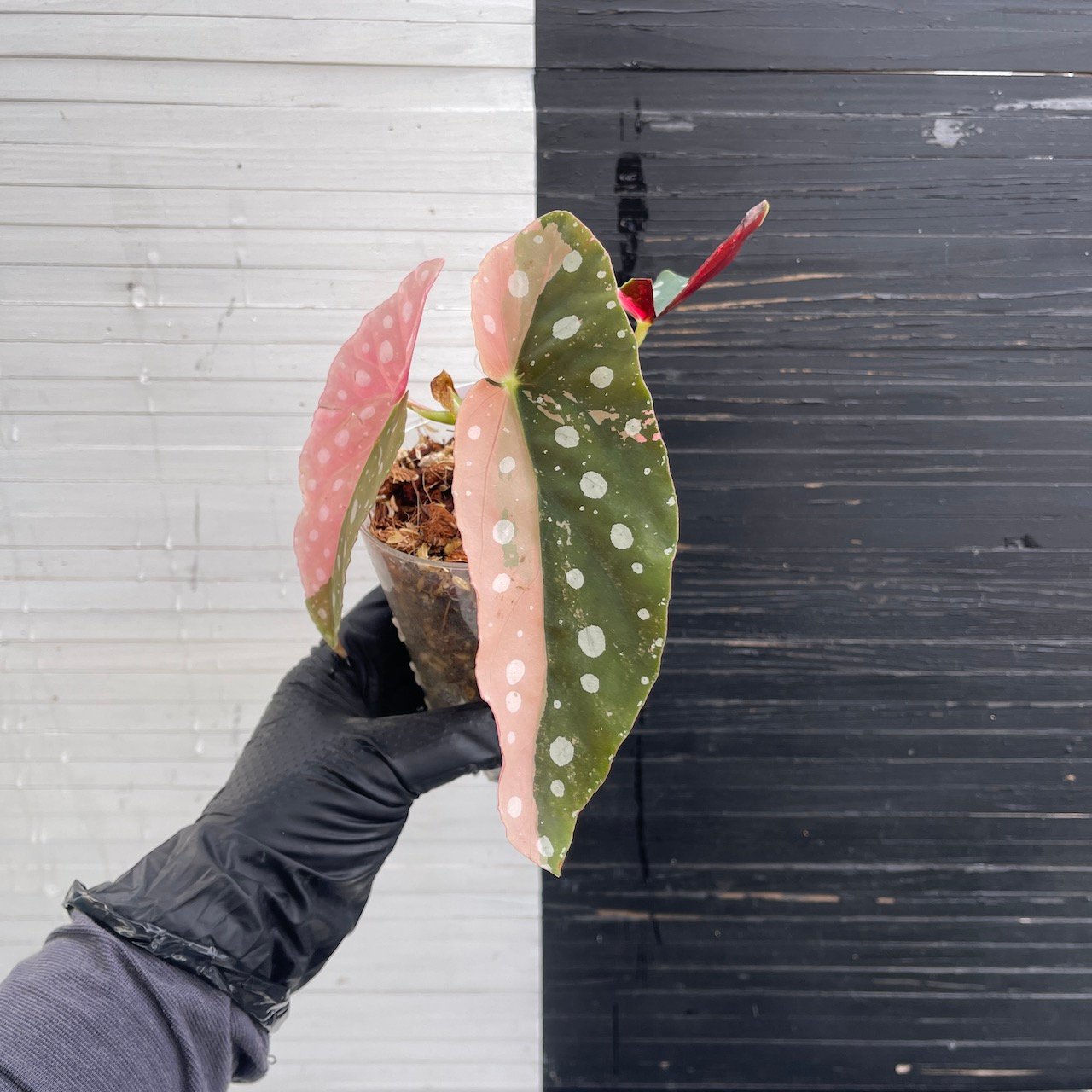 Variegated Begonia Maculata - Image 3