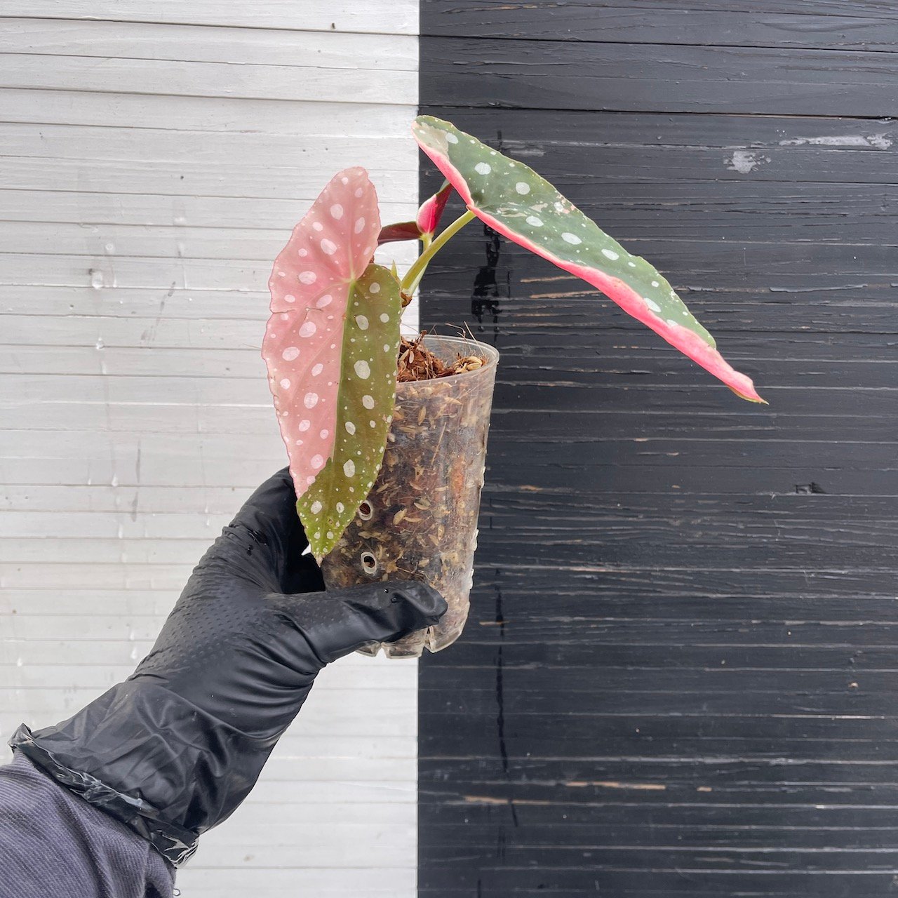 Variegated Begonia Maculata