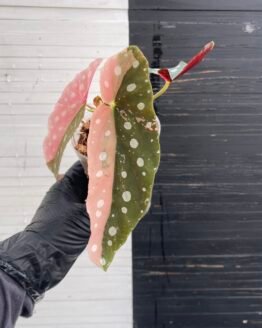 Variegated Begonia Maculata
