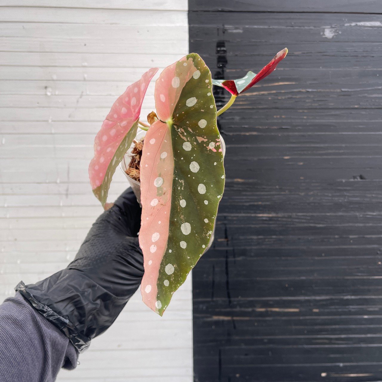 Variegated Begonia Maculata