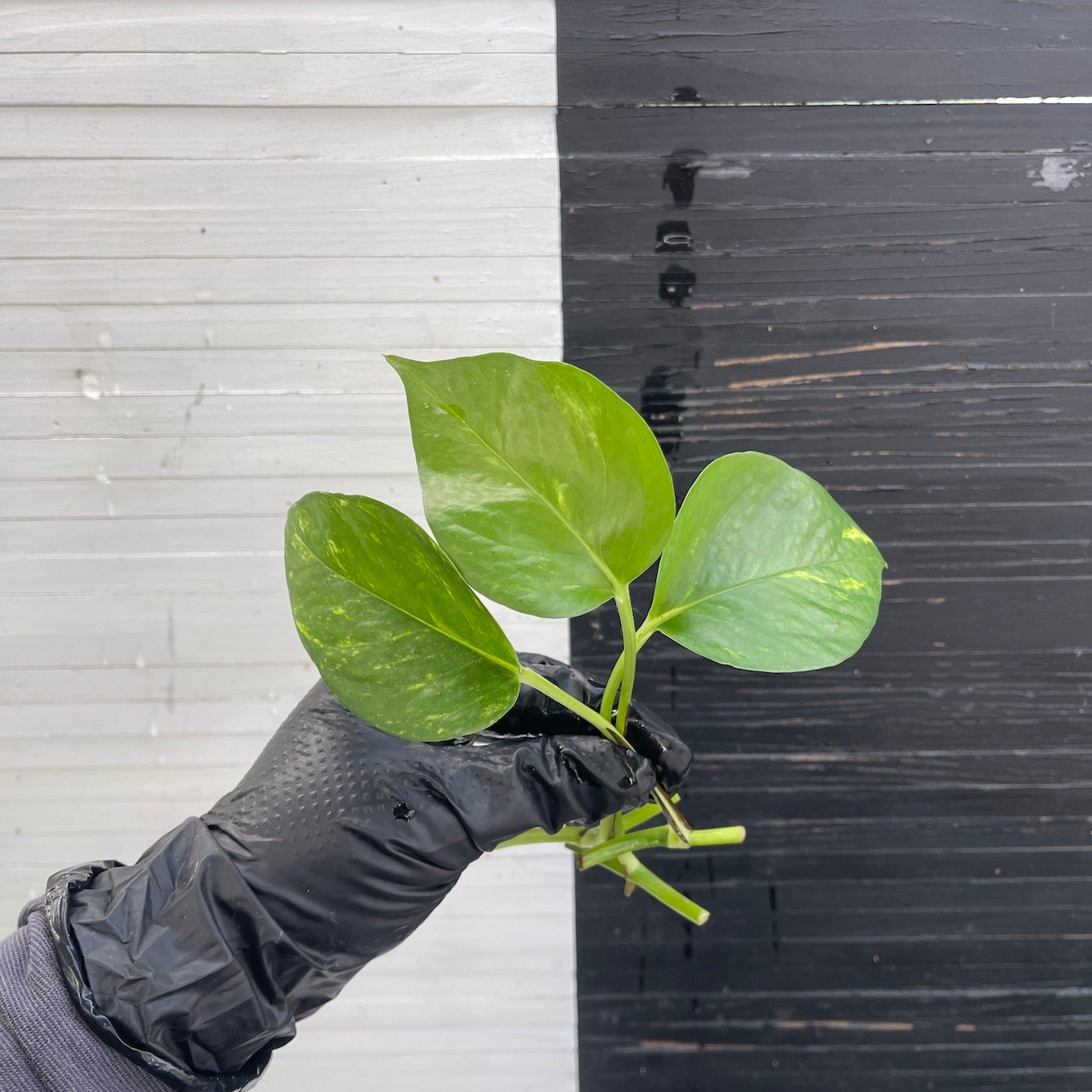 3 cuttings Epipremnum Teruno Pastel Shower | PLANT PURGE - Image 4