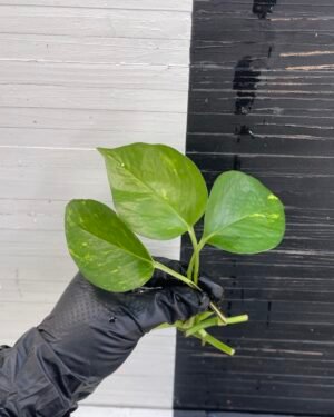 3 cuttings Epipremnum Teruno Pastel Shower | PLANT PURGE