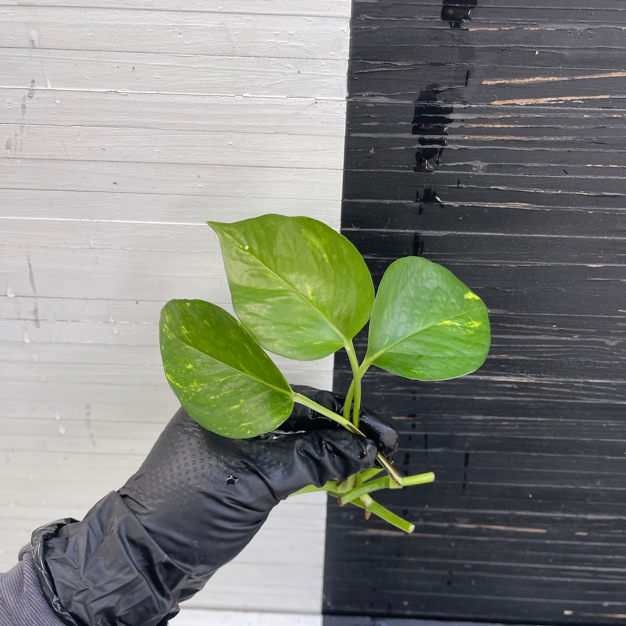 3 cuttings Epipremnum Teruno Pastel Shower | PLANT PURGE