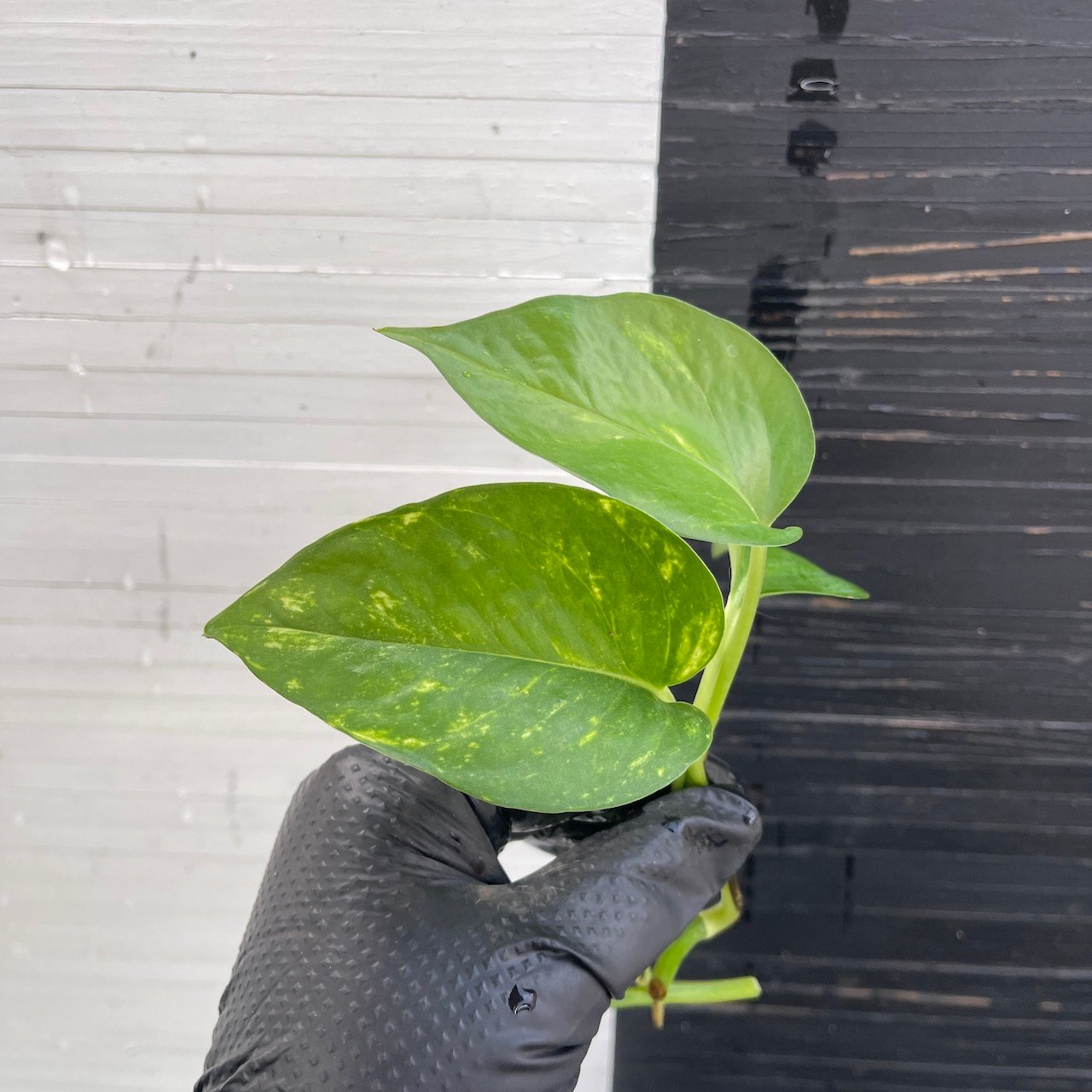 3 cuttings Epipremnum Teruno Pastel Shower | PLANT PURGE - Image 3