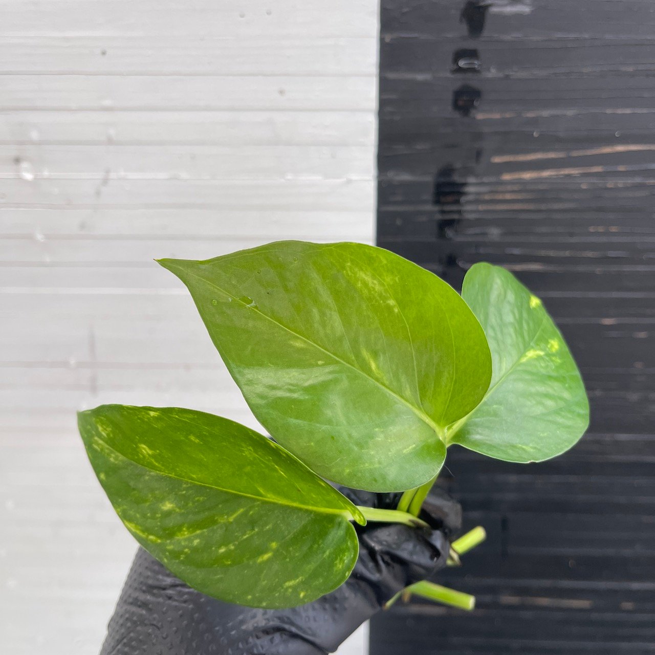 3 cuttings Epipremnum Teruno Pastel Shower | PLANT PURGE - Image 5