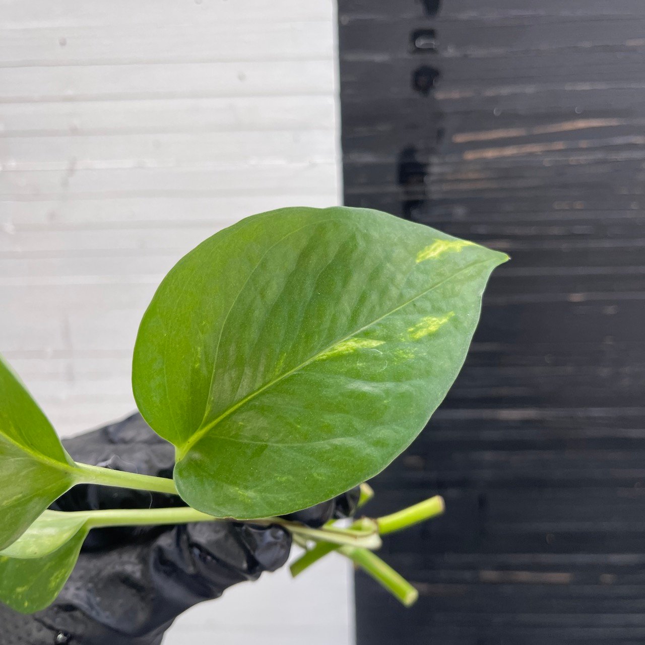 3 cuttings Epipremnum Teruno Pastel Shower | PLANT PURGE - Image 6