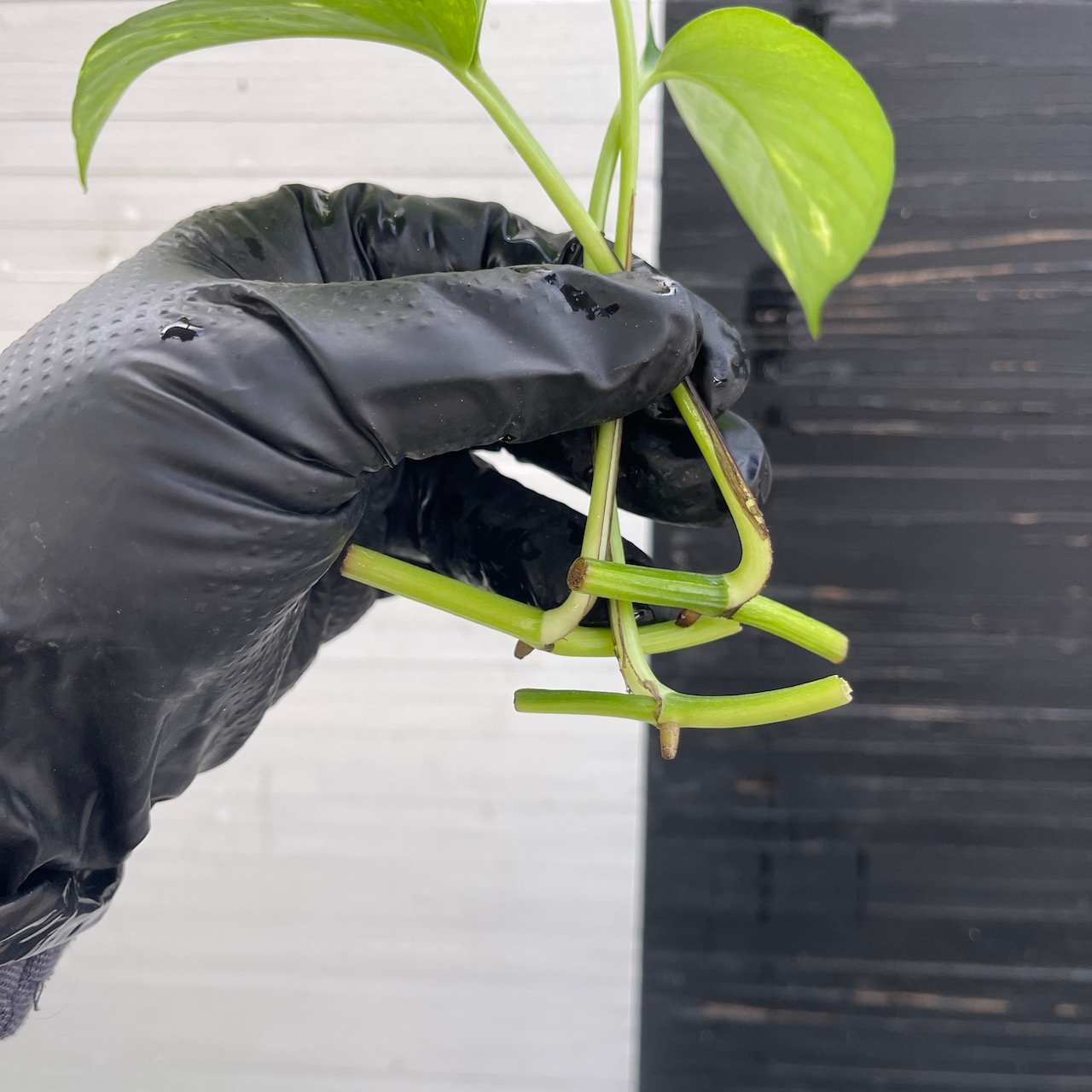 3 cuttings Epipremnum Teruno Pastel Shower | PLANT PURGE - Image 7