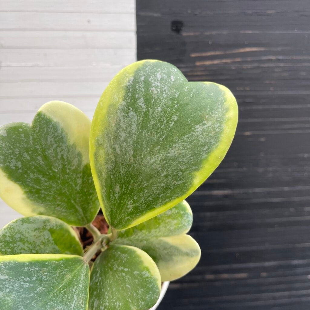 Variegated Hoya Kerrii Splash