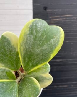Variegated Hoya Kerrii Splash