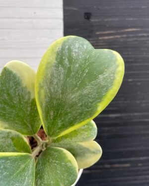 Variegated Hoya Kerrii Splash