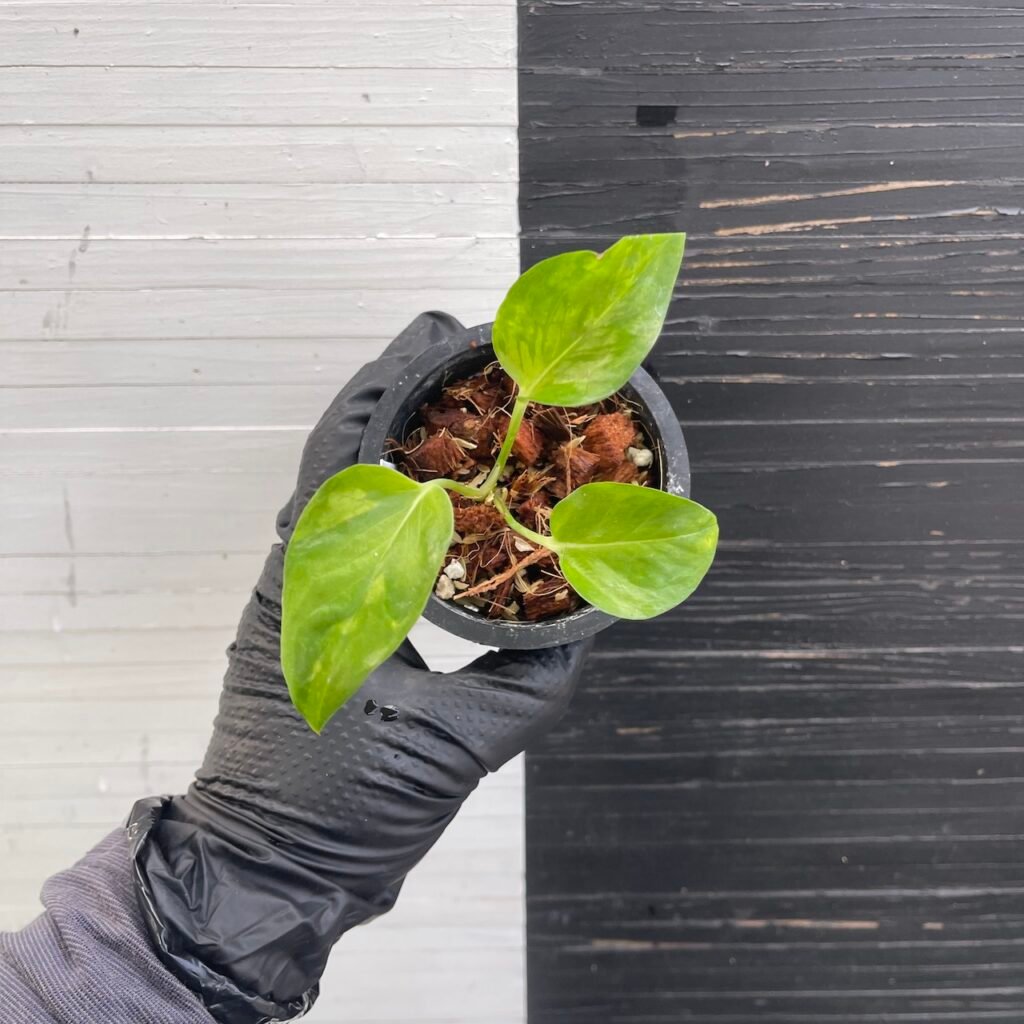 Pothos Epipremnum Victory by Aroiders