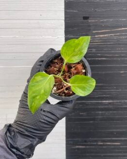 Pothos Epipremnum Victory by Aroiders