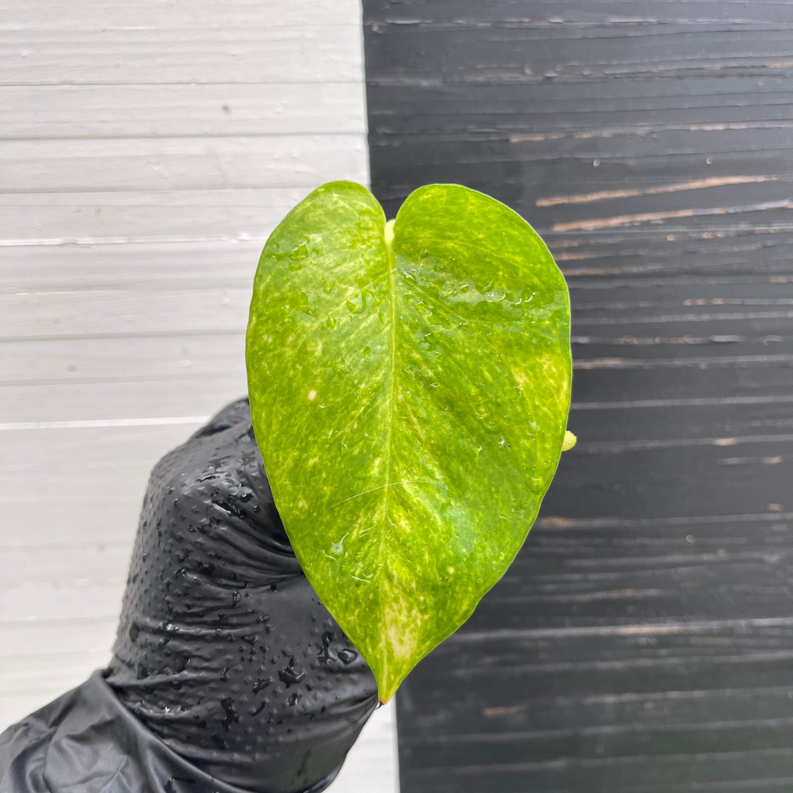 Amanda | SPECIAL ORDER