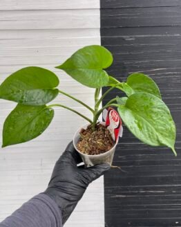 Teruno Linda - 511204 | PLANT PURGE