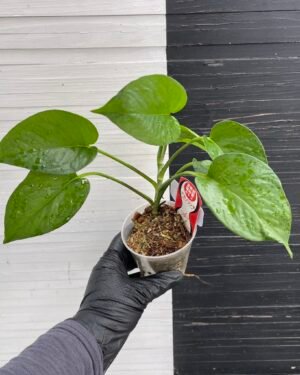 Teruno Linda - 511204 | PLANT PURGE