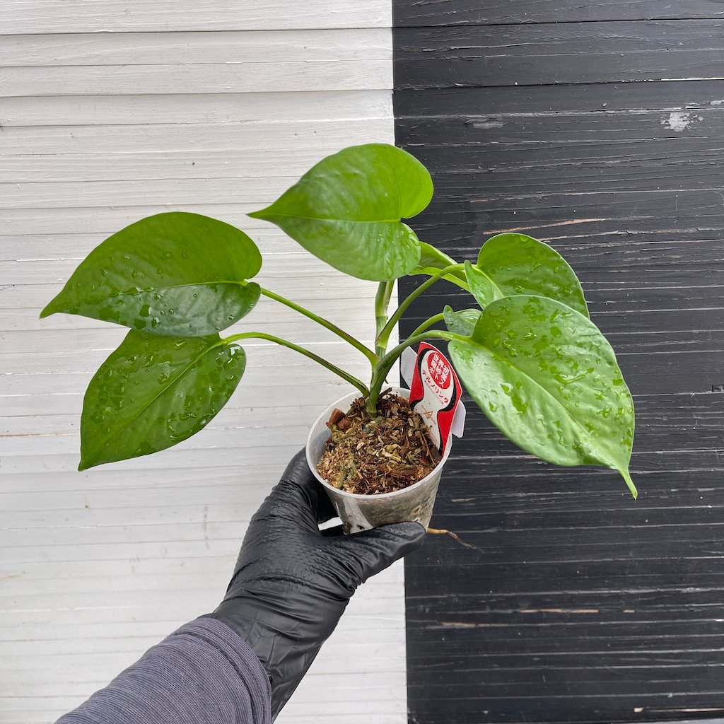 Teruno Linda - 511204 | PLANT PURGE