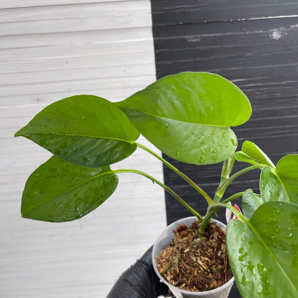 Teruno Linda - 511204 | PLANT PURGE - Image 7