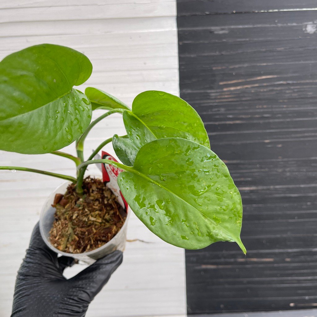 Teruno Linda - 511204 | PLANT PURGE - Image 5