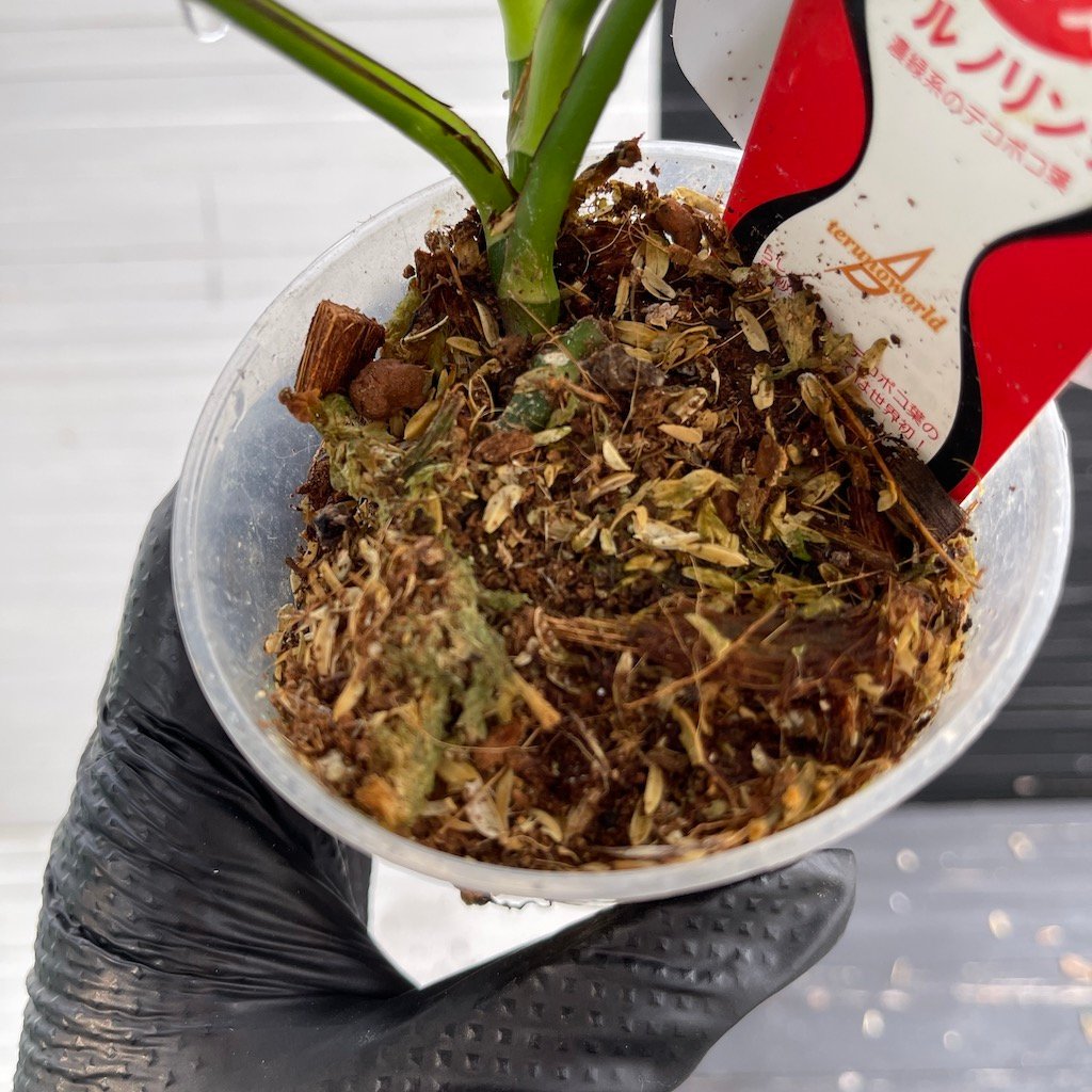 Teruno Linda - 511204 | PLANT PURGE - Image 4