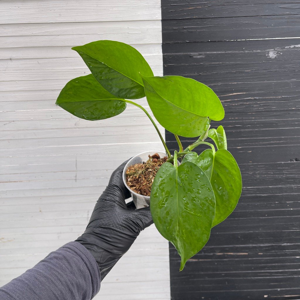 Teruno Linda - 511204 | PLANT PURGE - Image 3