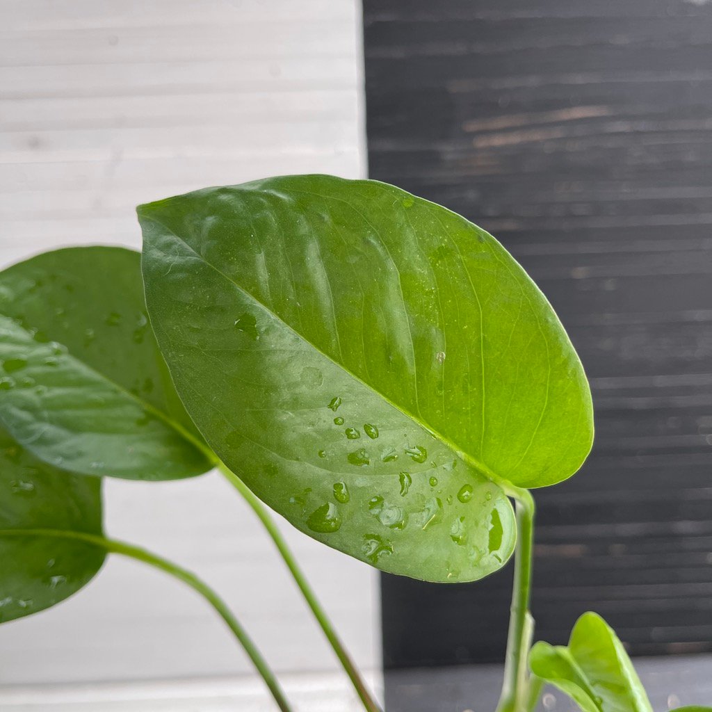 Teruno Linda - 511204 | PLANT PURGE - Image 6