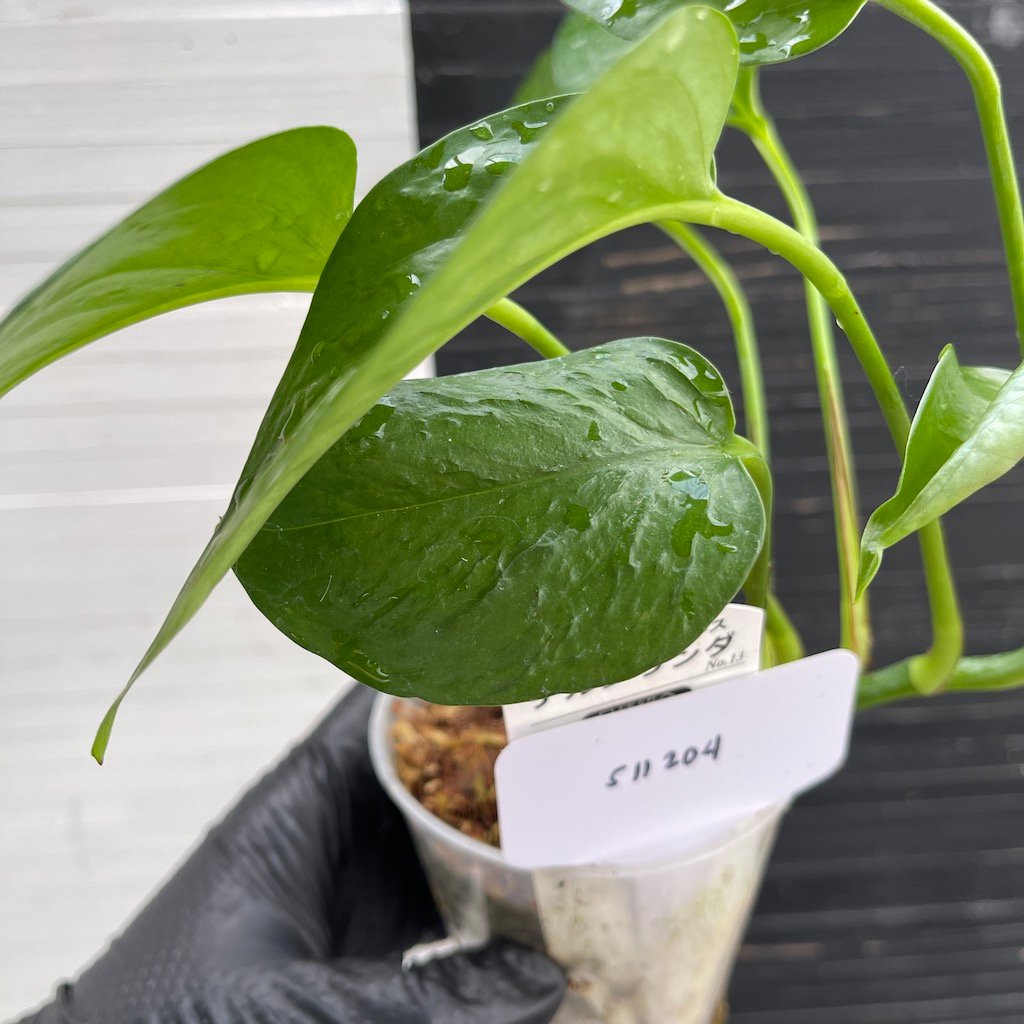 Teruno Linda – 511204 | PLANT PURGE