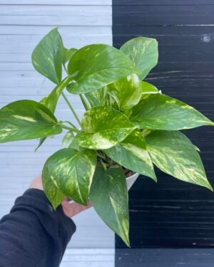 Pothos Teruno Camouflage full pot - 511203
