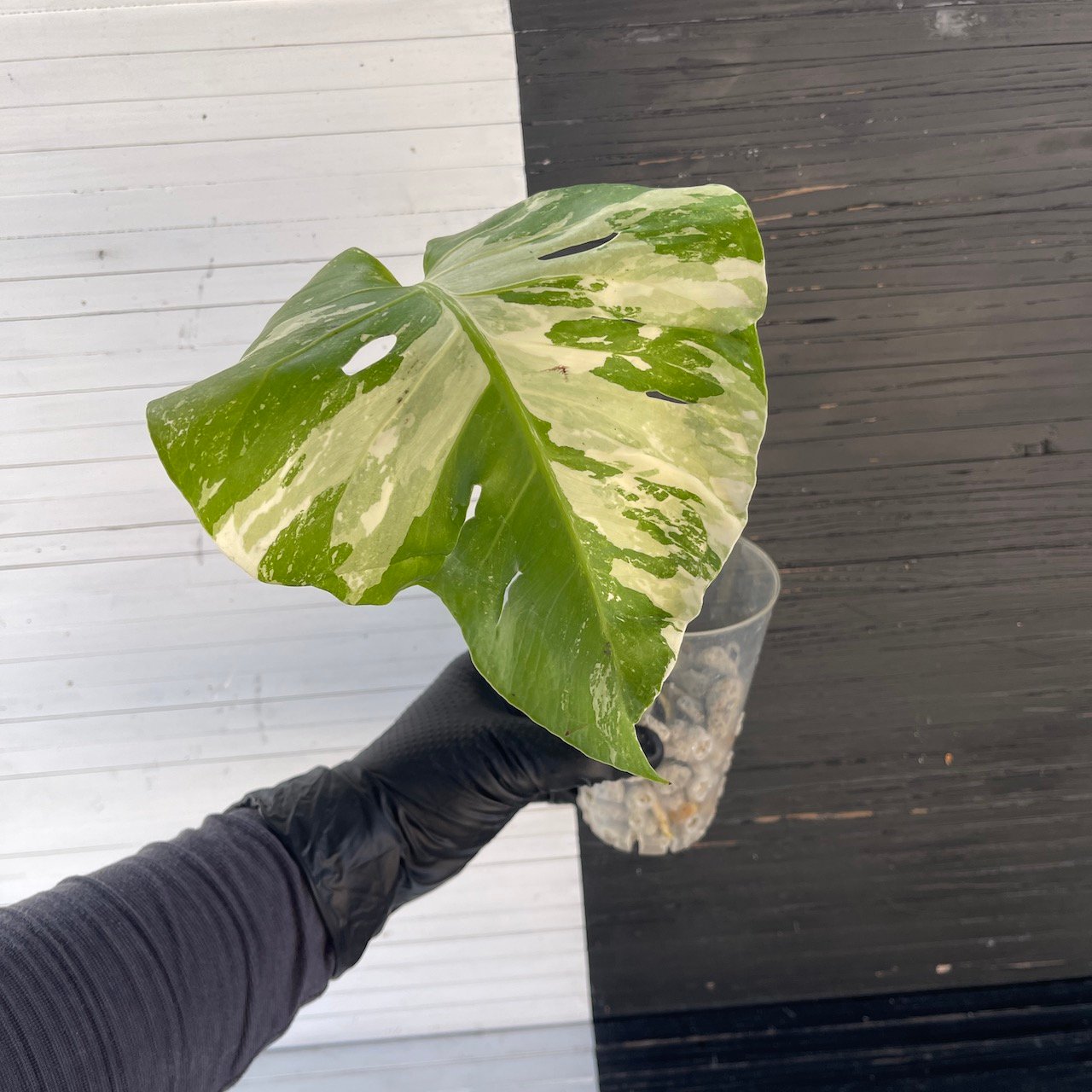 Extremely Rare | Variegated monstera deliciosa albo large form