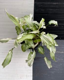 variegated syngonium starlite - 511301