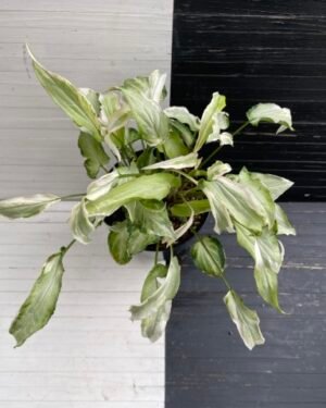 variegated syngonium starlite - 511301