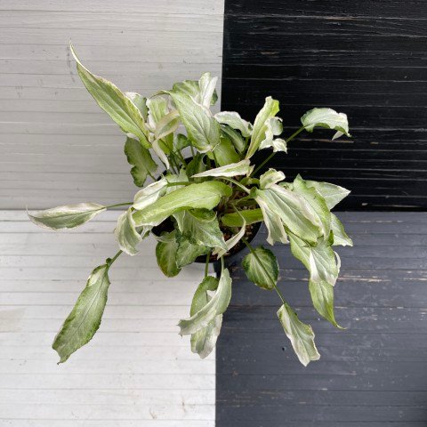 variegated syngonium starlite - 511301