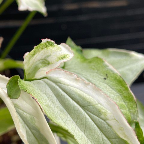 variegated syngonium starlite - 511301 - Image 3