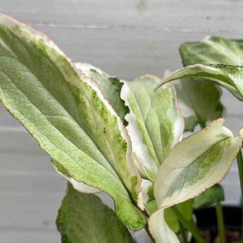 variegated syngonium starlite - 511301 - Image 4