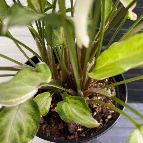 variegated syngonium starlite - 511301 - Image 5