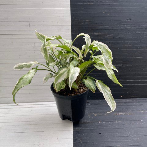 variegated syngonium starlite – 511301