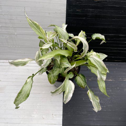 variegated syngonium starlite - 511301 - Image 6
