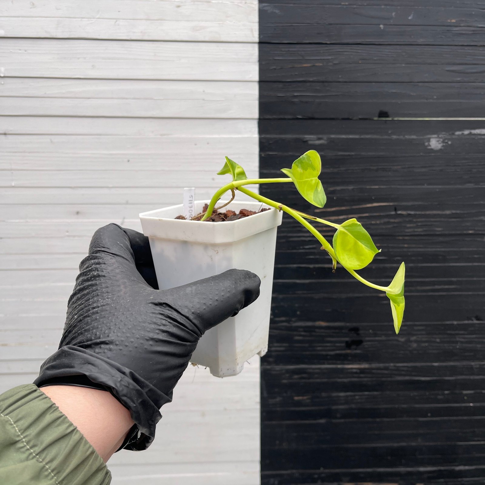 Pothos Epipremnum AW Fantasy by Washio Akio