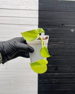 Pothos Epipremnum AW Fantasy by Washio Akio