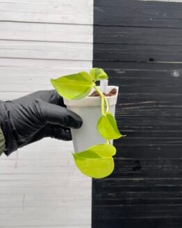 Pothos Epipremnum AW Fantasy by Washio Akio